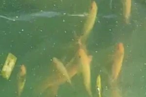 Penelitian IPB: Ancaman Ikan Red Devil di Danau Toba dan Upaya Pengendaliannya