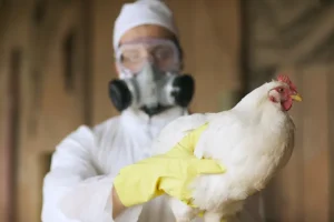 California Darurat Penyebaran Flu Burung