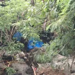 Tragedi Gajah Sumatera di Bali Zoo: Molly Terseret Arus dan Meninggal di Sungai Cengceng