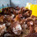 Memahami Dunia Peternakan Ayam yang Menarik serta Menguntungkan