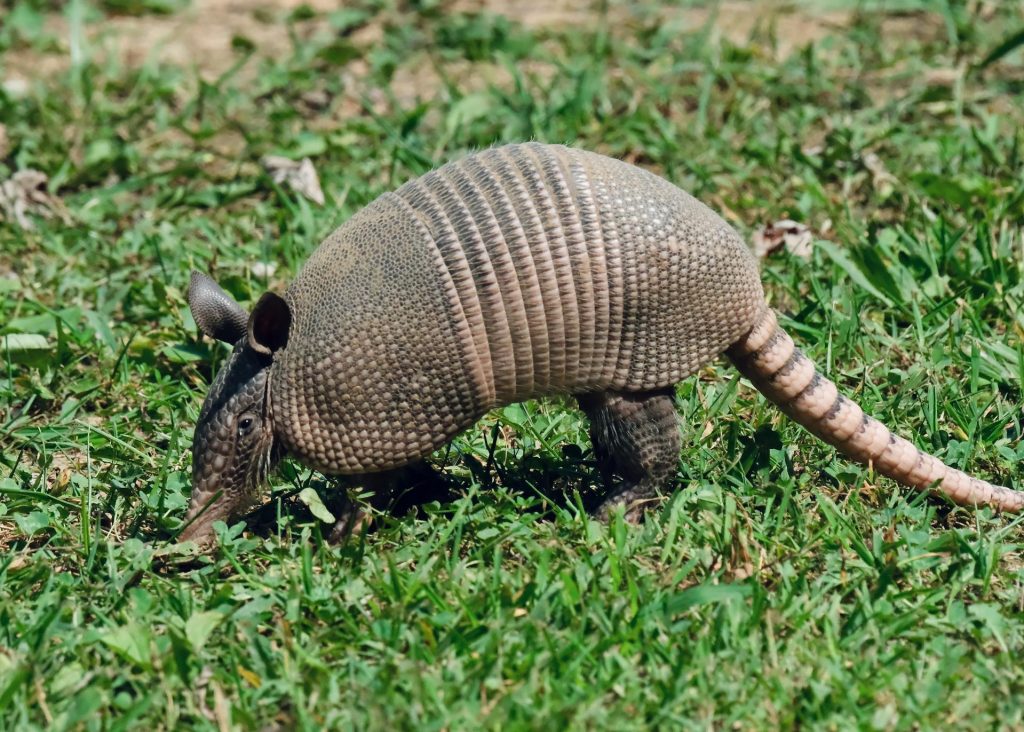 Armadillo