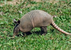 Armadillo