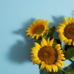 Keelokan Bunga Matahari yang Senantiasa Menghadap Sinar serta Penuh Makna