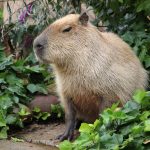 Capybara sang Hewan Santai yang Menggemaskan serta Buat Penasaran