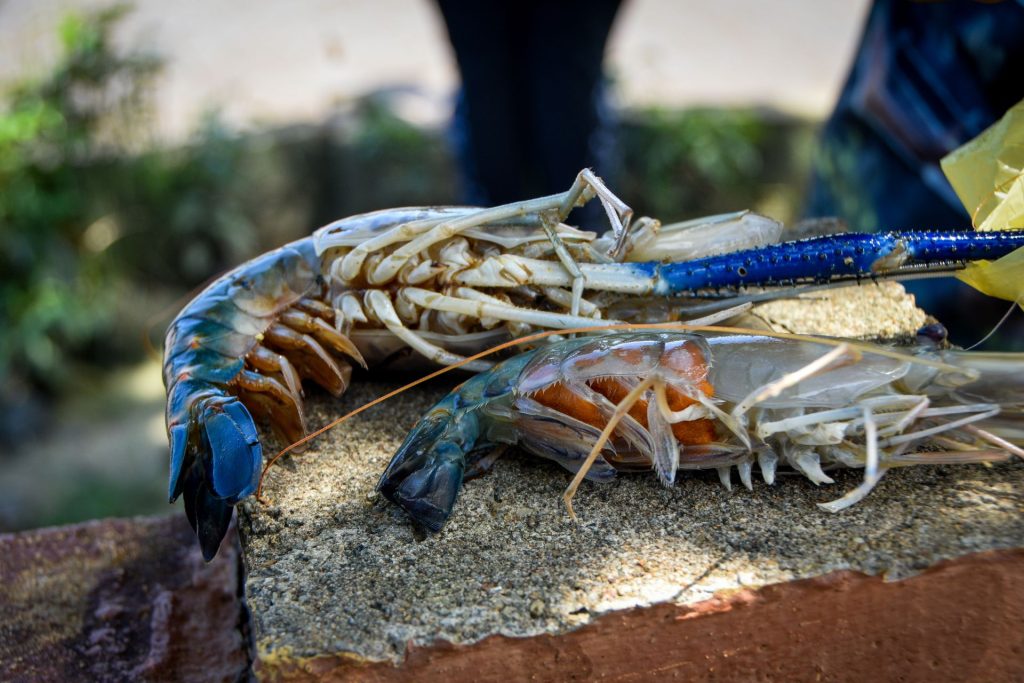 Udang galah