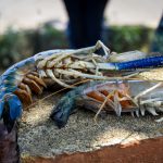 Udang Galah Hidangan Lezat dengan Cita Rasa Istimewa yang Banyak Digemari