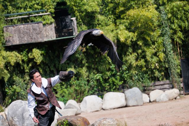 tips melatih burung elang