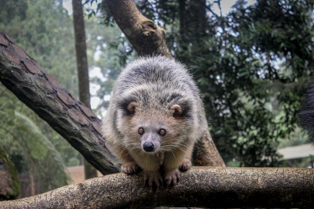 Musang