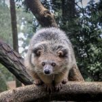 Musang Hewan Unik yang Memiliki Banyak Sisi Menarik